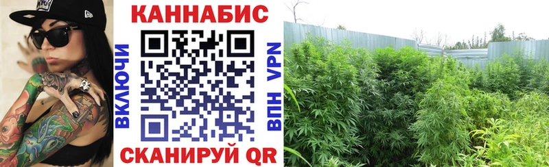 Шишки марихуана сатива  Купить закладки  Сунжа 